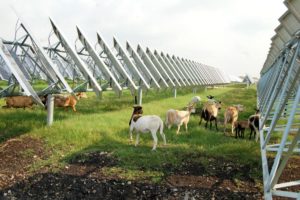 Photo of a solar farm with goats grazing the land