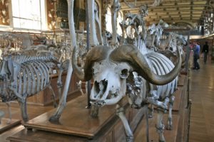 Photo of animal bones in a museum
