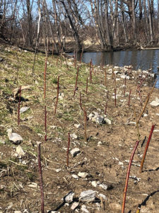 Photo of live willow stakes by Ohio Watershed Solutions