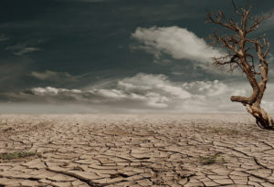 Photo of desert drought with cracked soil and dead tree