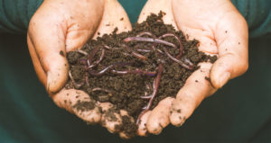 Photo of hands holding compost with worms
