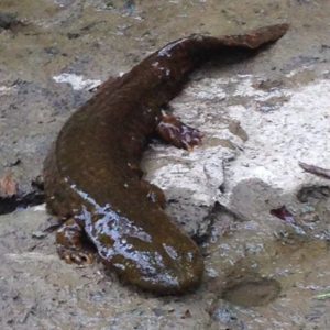 Captina Creek salamander