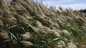 invasive species phragmites